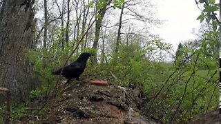 Greedy Crow