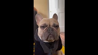 Let Me Sleep Dad | Mochi The French Bulldog