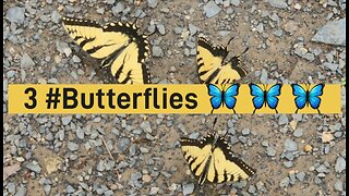 3 Butterflies