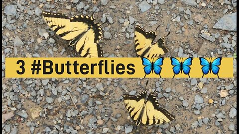 3 Butterflies