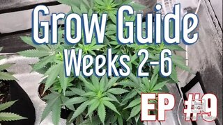 | Grow Update | weeks 2-6 quick tips and pointers