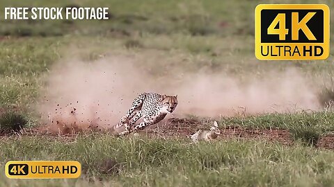 #cheetah hunting a rabbit // Free Stock Footage // Free Download