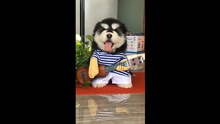 Cute dog play giter funny video