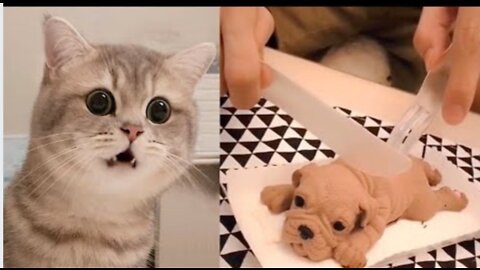 Cat Reaction to Cutting Cake - Funny Dog Cake Reaction Compilation | Pets Kingdom