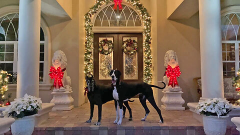 Funny Great Danes Stop Playing To Listen To Christmas Music
