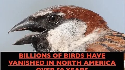 Billions of Birds Vanished, Quarter Population Gone in Just 50 Years