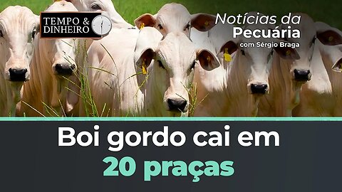 Boi gordo cai em 20 praças e abre junho sem entusiasmo