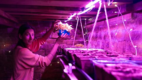Growing Vegetables Indoors with Grow Lights