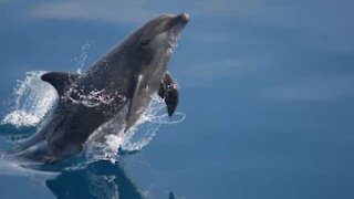 Un bateau accompagné par un groupe de dauphins