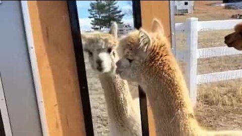 Hilarious: confused alpaca doesn't understand mirror