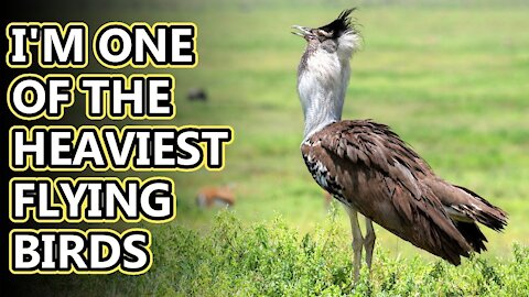 Kori Bustard they can fly if they want to #Animal Fact Files