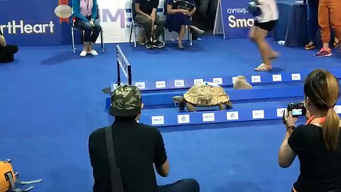 Tortoise 🐢 vs rabbit 🐇 let's see who wins