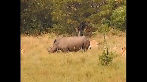 Brave Rhino Calf Fights Back in Battle of Survival against Pride of Lions