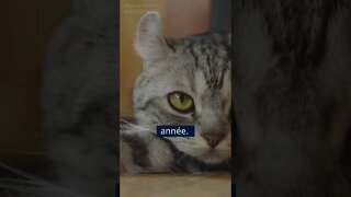 Un chat passe 70% de sa vie à dormir #shorts #chat