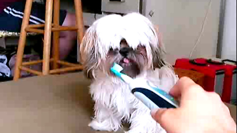 Muppet Dog vs scary toothbrush