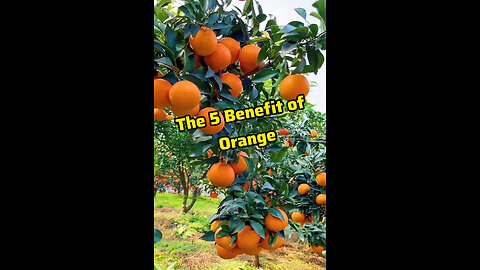 The 5 Benefit of orange