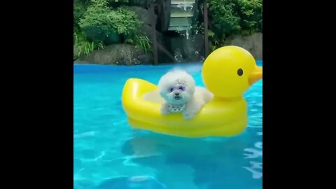 Baby+Dogs+🔴+Cute+and+Funny+Dog+Videos+Compilation+#12+ +30+Minutes+of+Funny+Puppy+Videos+2022