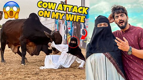 COW ATTACK ON MY WIFE -- _ COW MANDI VLOG