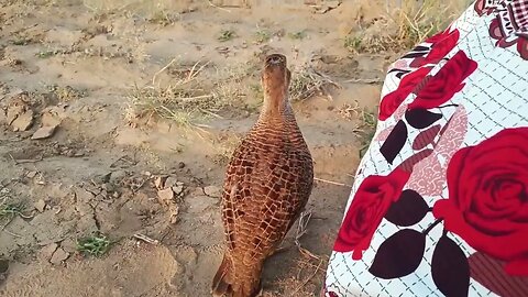 partridge bird voice, pheasant bird diffrent sound