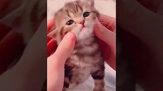 CAT VIDEO