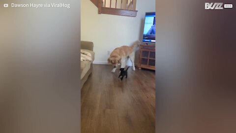 Big dog and small kitten are best friends