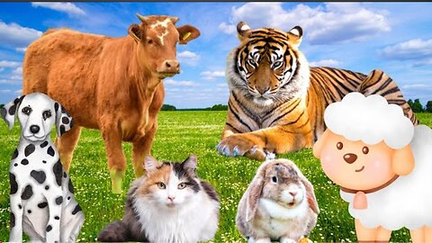 Habitat of animals: cows, dogs, cats, rabbits, tigers,...