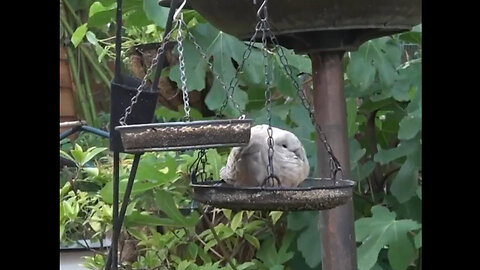Cute dove taking a rest