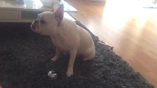 French Bulldog learns to ring bell for treats