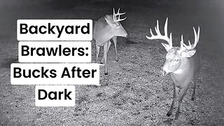 Backyard Brawlers: Bucks After Dark | My Backyard Friends
