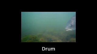 drum