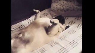Snoring pug sleeps in hilariously awkward position