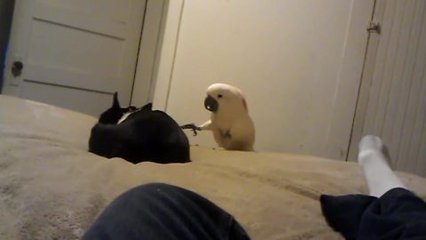 "Cockatoo Pokes Sleeping Dog and Dog Snaps At Cockatoo"