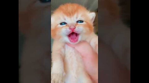 Cute baby cate 2022