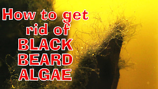 HOW TO GET RID OF BLACK BEARD ALGAE!