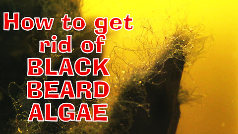 HOW TO GET RID OF BLACK BEARD ALGAE!