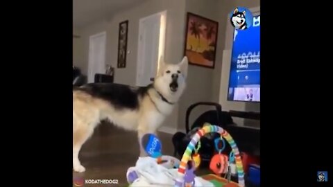 Siberian Husky Sings His Favorite Song