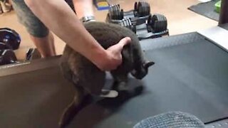 Gato recusa-se a fazer exercício!