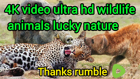 4K video ultra hd wildlife animals documentary