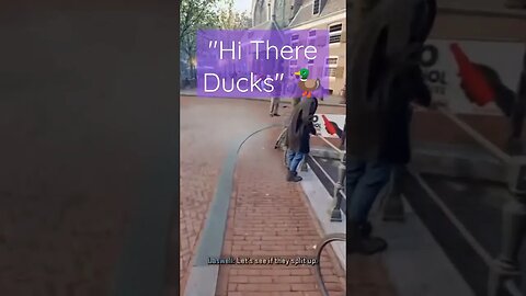 "Hi There Ducks"
