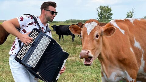 Look at the reaction of this animals to the power of music !!!