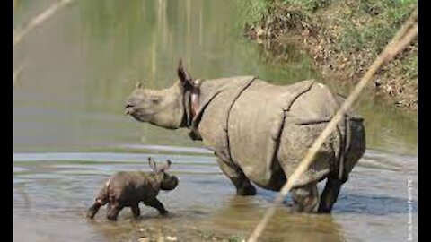 This cute and Naughty baby Rhino not obeying his Mother
