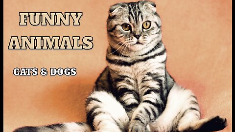 Funny animals - Funny cats / dogs
