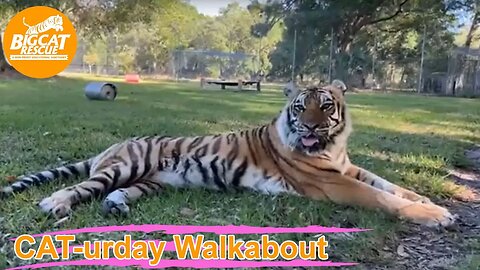 Caturday Walkabout with senior keepers Amanda and Kristen at Big Cat Rescue!! 04 01 2023