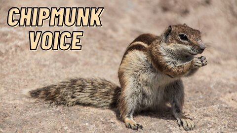 Eastern Chipmunk Voice Sound Effect Video By Kingdom Of Awais