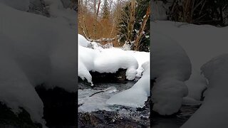 free nature video
