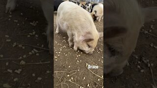 Breakfast time for 🐷🐷🐷 #kunekune #pigs #farmlife #cute