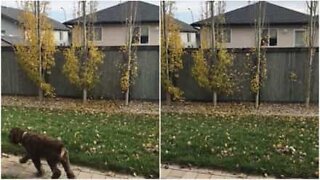 Il se débarrasse de ses feuilles dans le jardin voisin