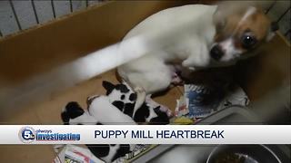 Puppy mill problems: USDA redacts animal welfare information
