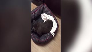 Funny French Bulldog Stretches And Scratches In His Bed