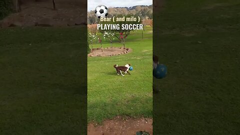 Bear Is A PRO at SOCCER !! ⚽️🐕 #3smellykids #athome #bordercollie #farmlife #englishpointer #soccer